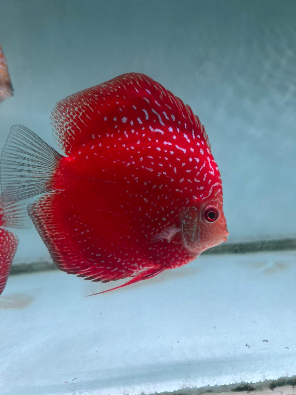 Red Eagle Discus